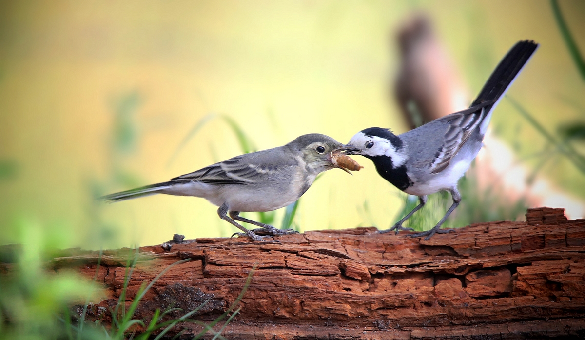 White Wagtail