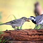 White Wagtail