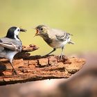 White Wagtail