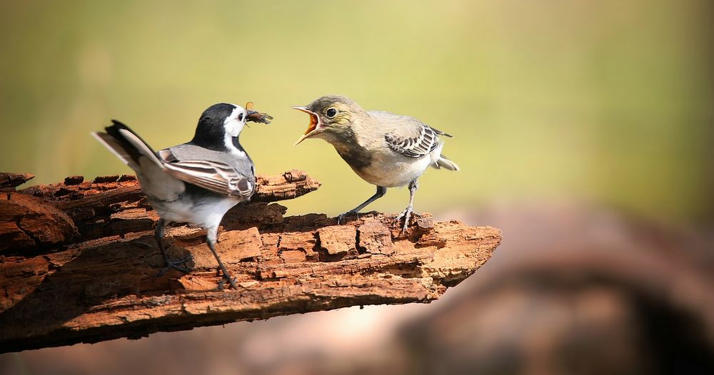 White Wagtail