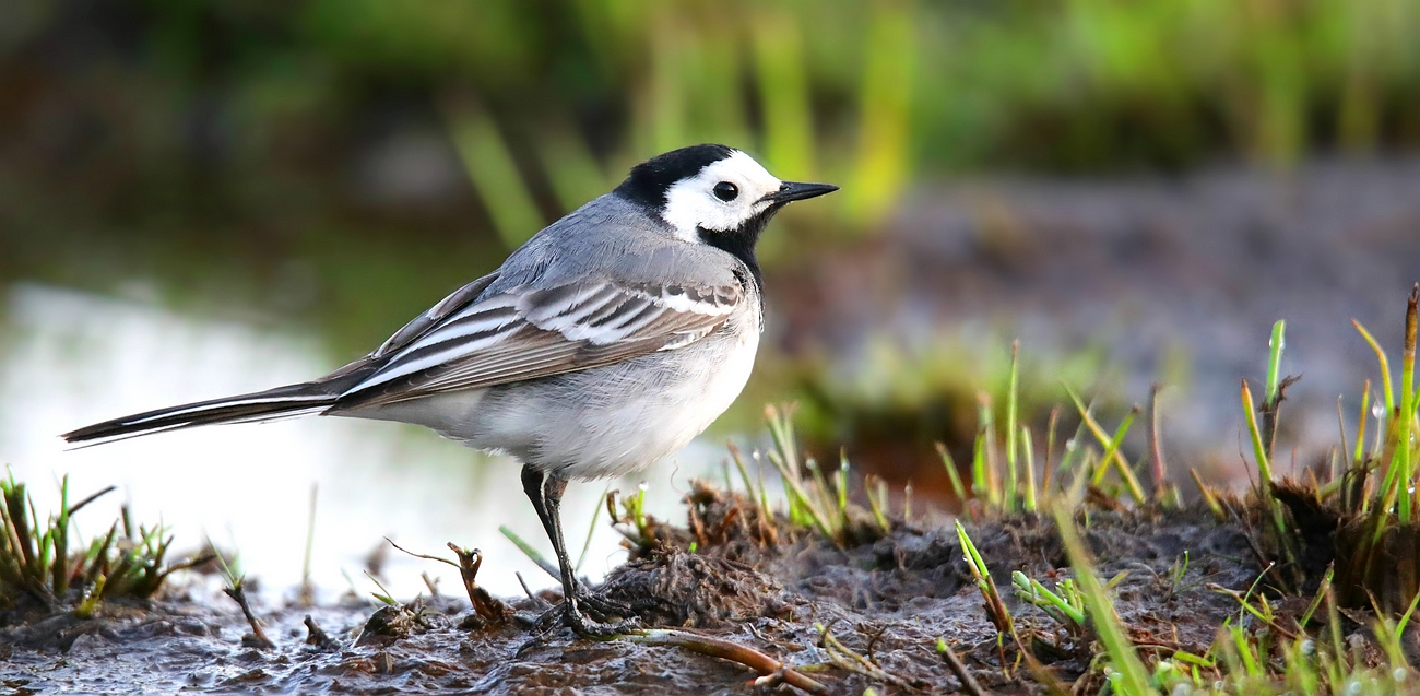 White Wagtail