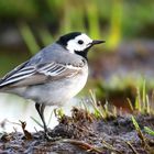 White Wagtail