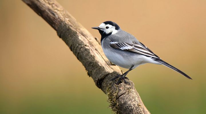 White Wagtail