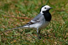White Wagtail