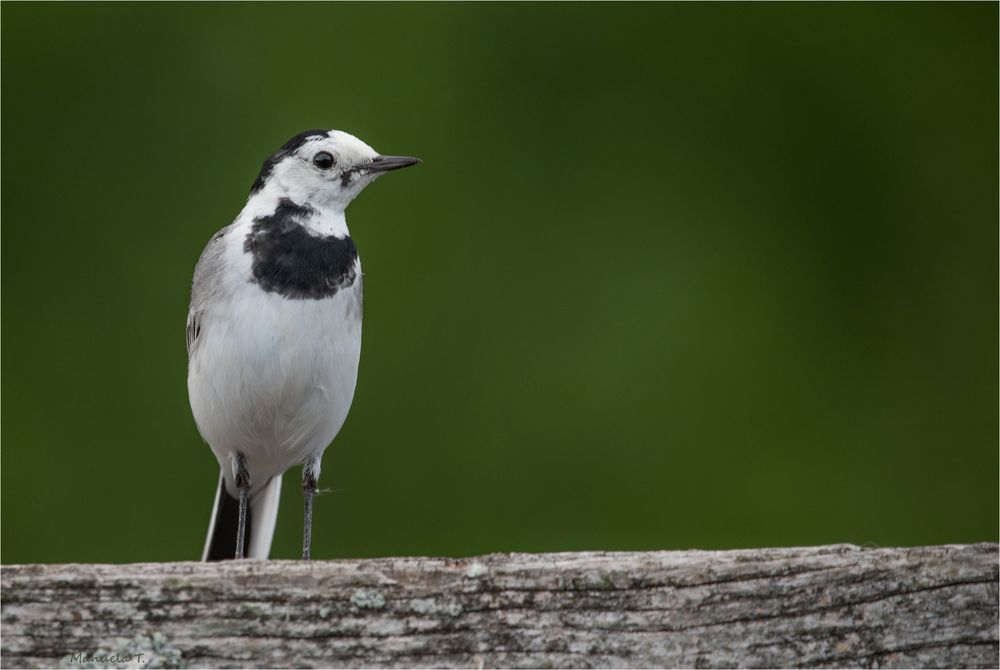 White wagtail