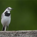 White wagtail