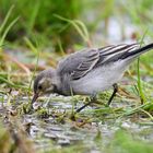 White Wagtail