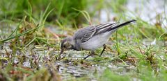 White Wagtail