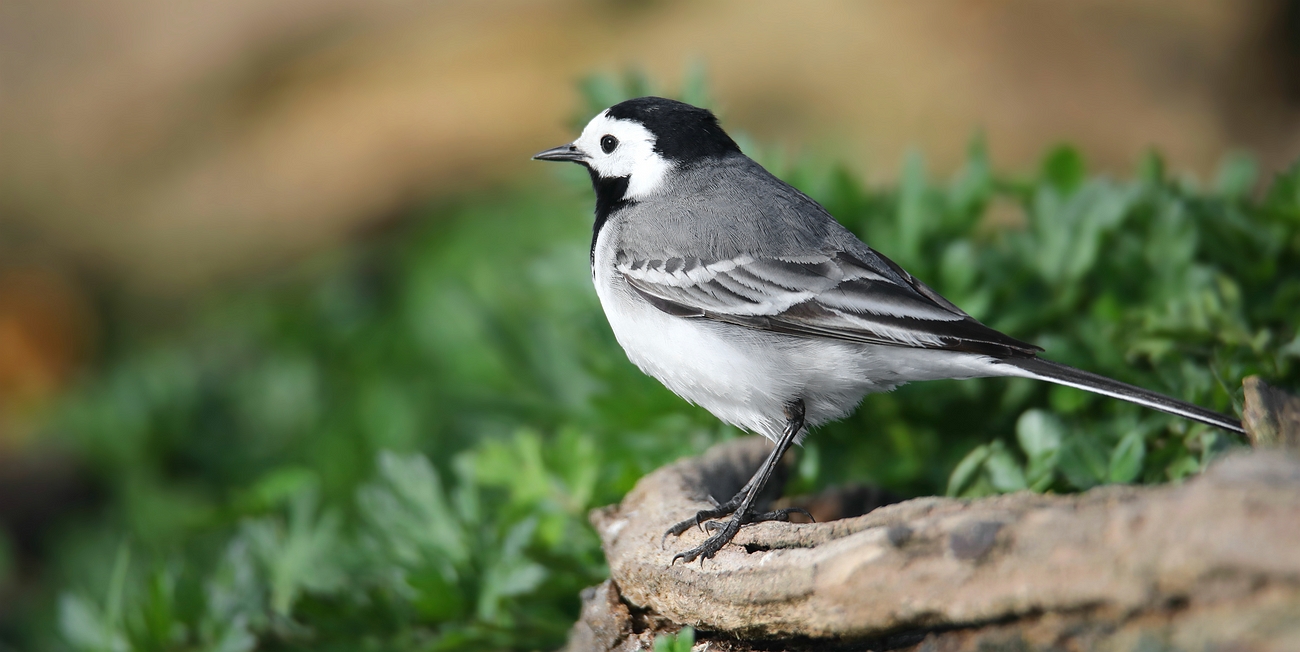 White Wagtail