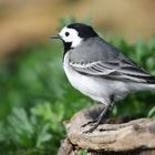 White Wagtail