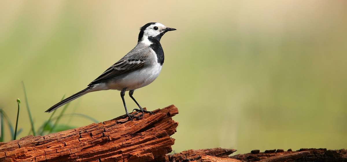 White Wagtail