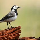 White Wagtail