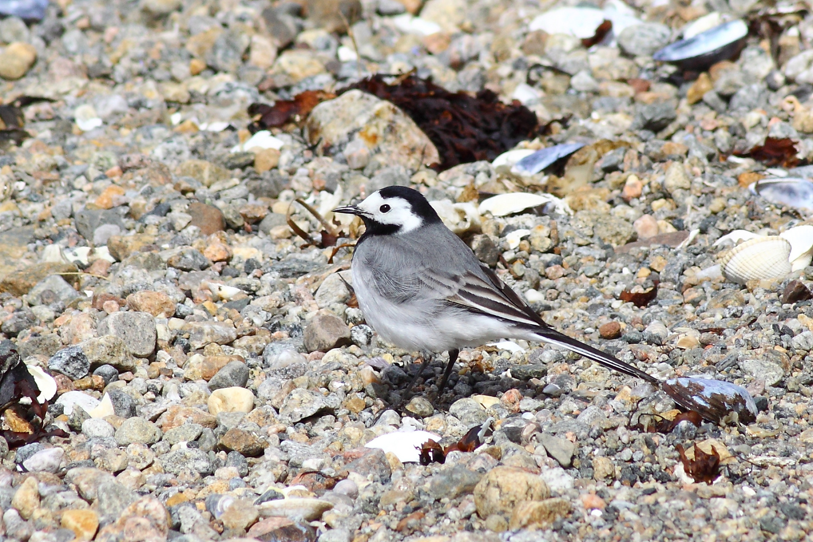 White wagtail beachcombing