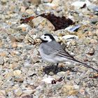 White wagtail beachcombing