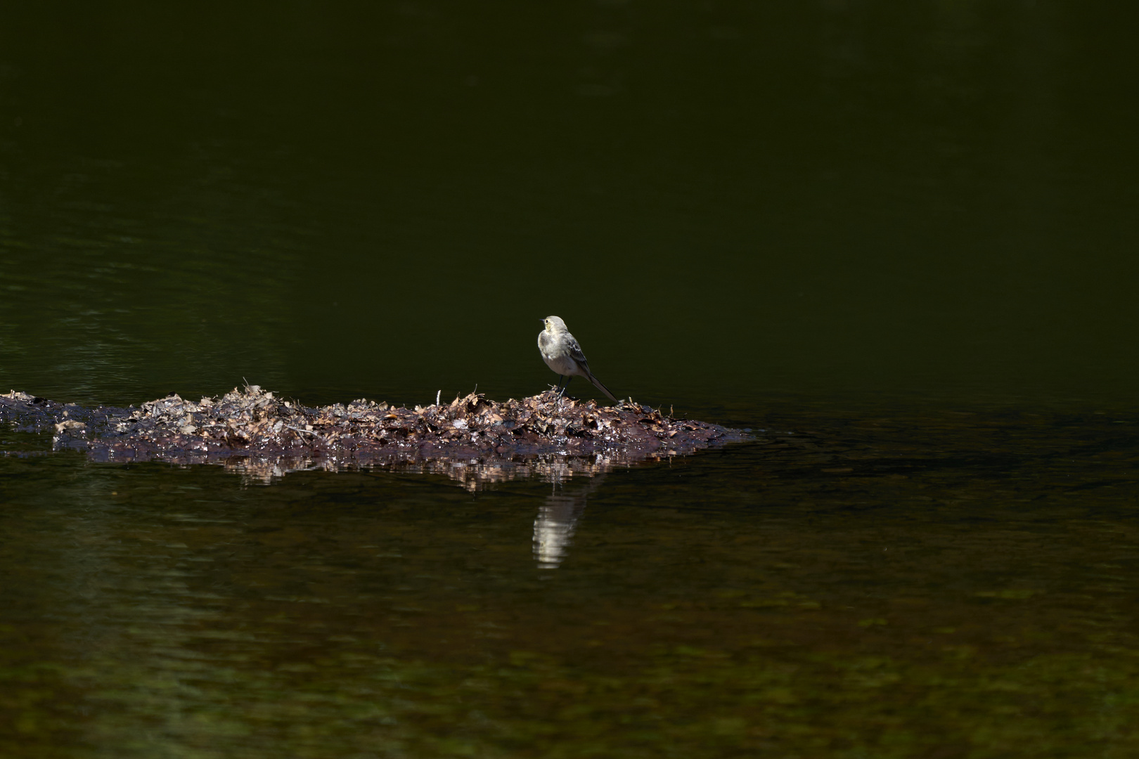 White Wagtail (Bergeronnette grise)