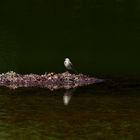 White Wagtail (Bergeronnette grise)