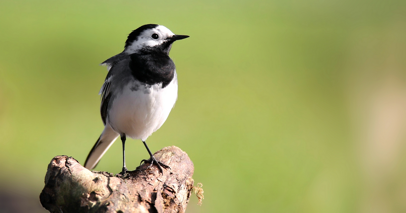 White Wagtail