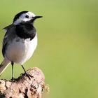 White Wagtail