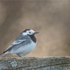 White wagtail