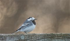 White wagtail