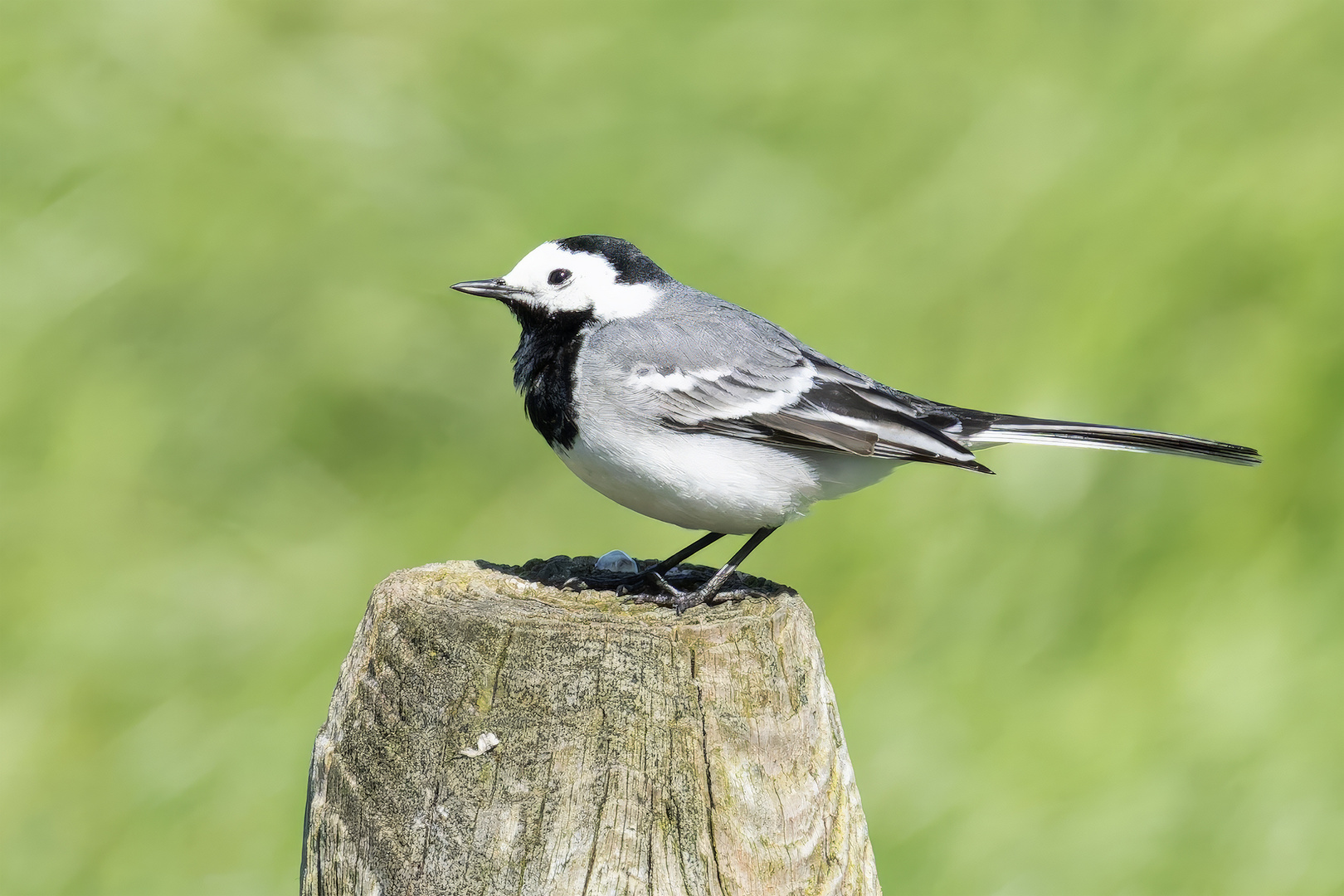 White Wagtail