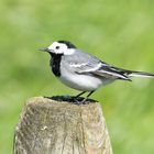 White Wagtail