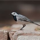 White wagtail