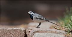 White wagtail