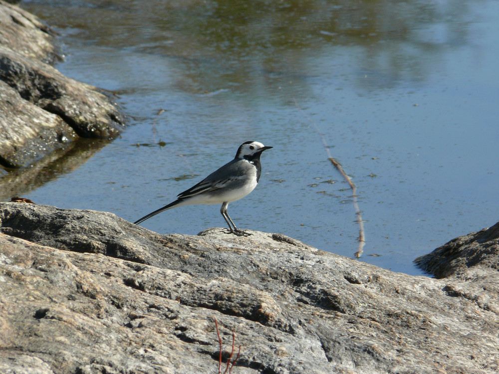 White Wagtail on the rocks