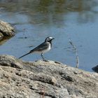 White Wagtail on the rocks