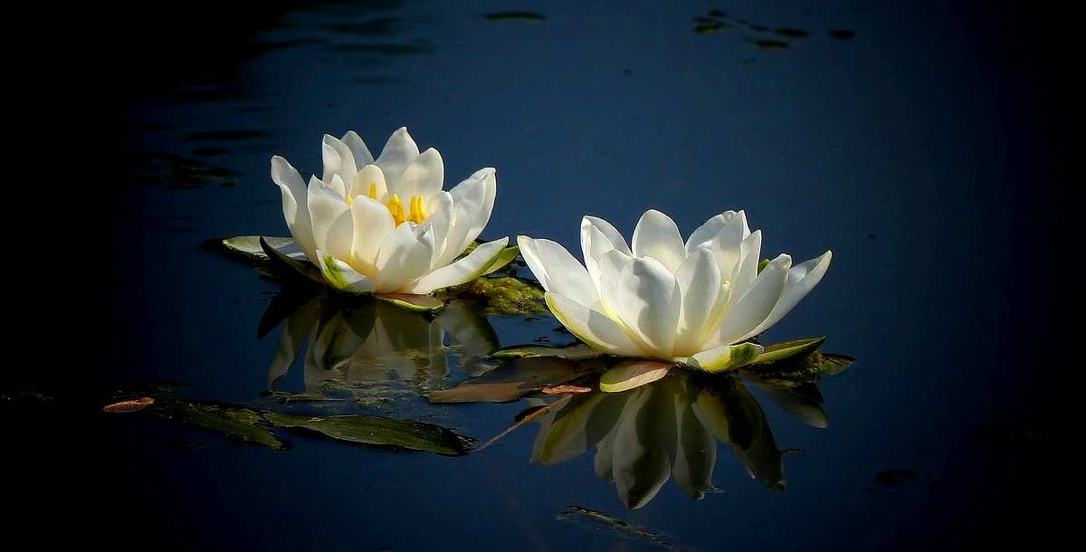 White Water Lilies