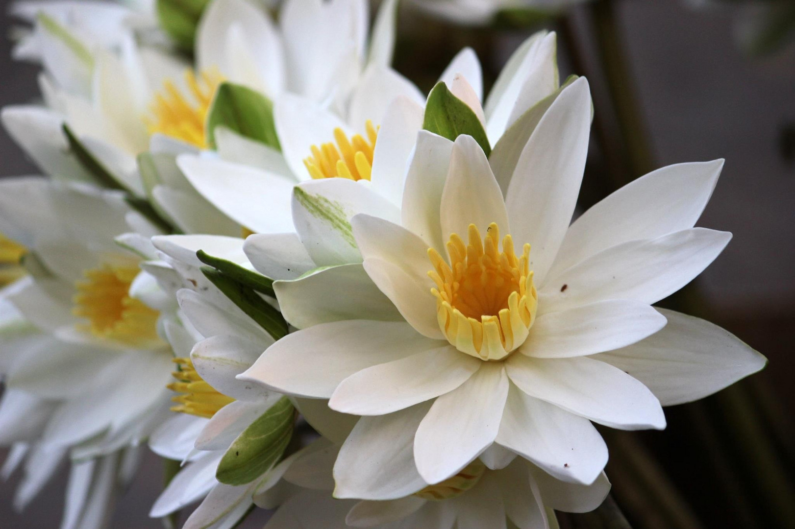 WHITE WATER LILY