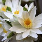 WHITE WATER LILY