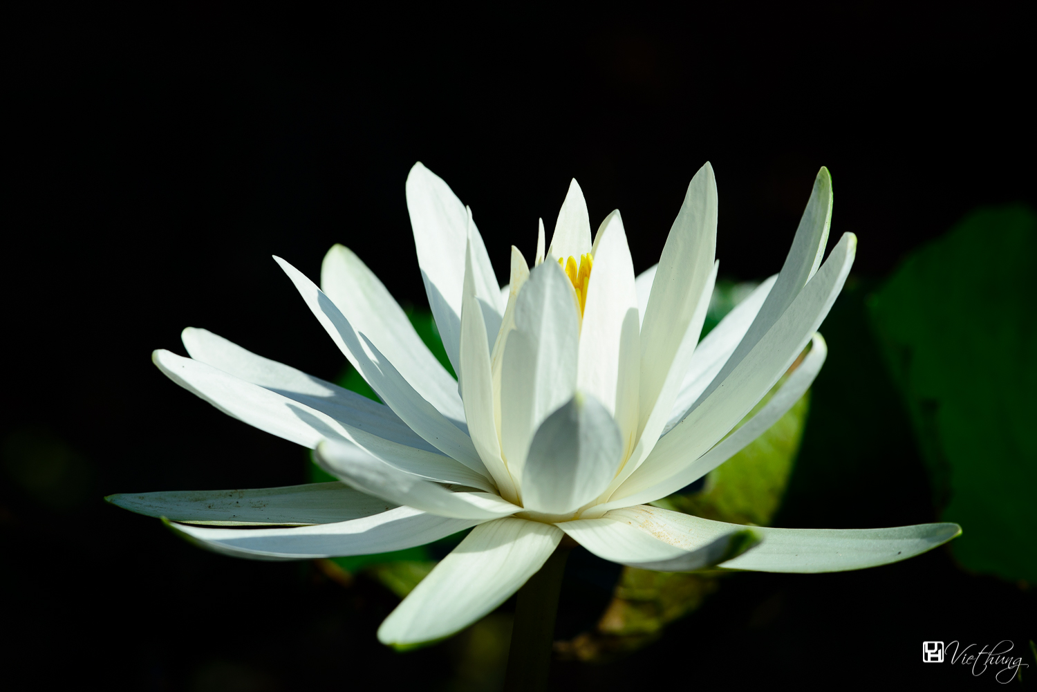 White water lily