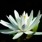 White water lily