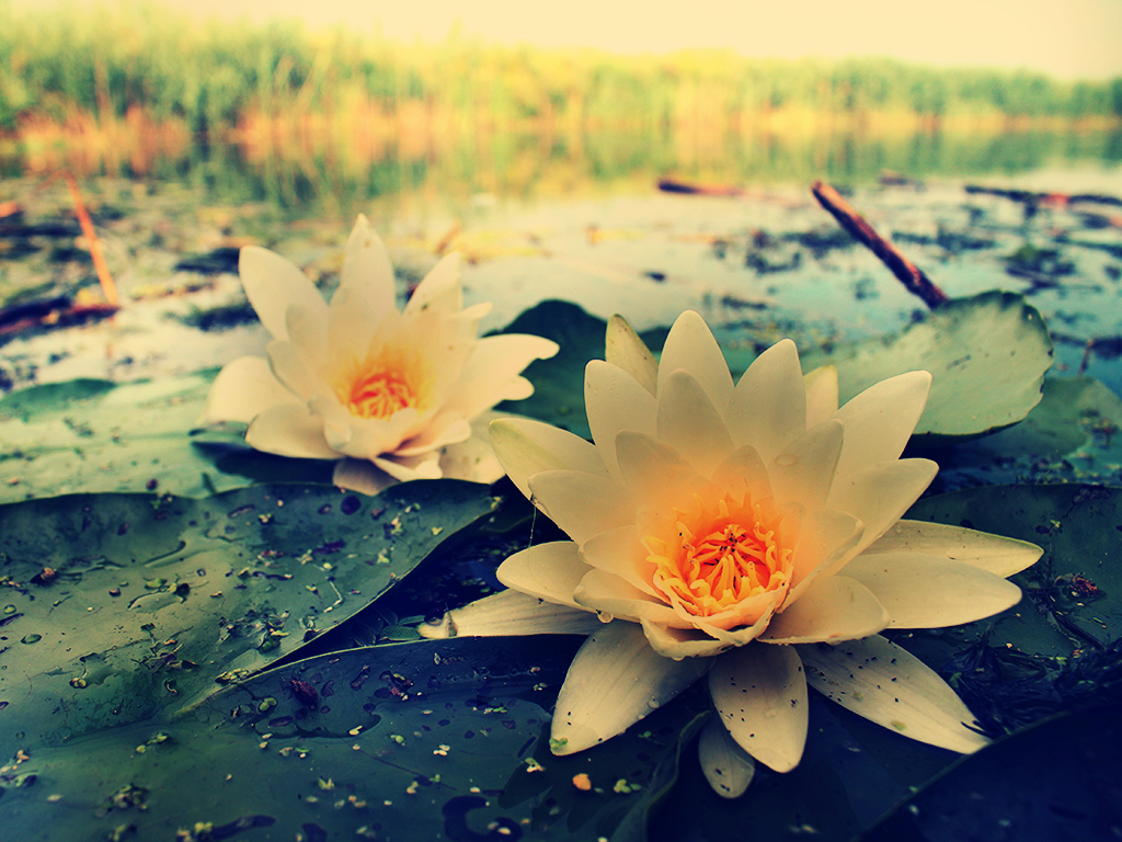 White Water Lily