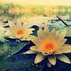 White Water Lily