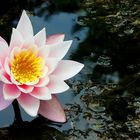 White Water Lily