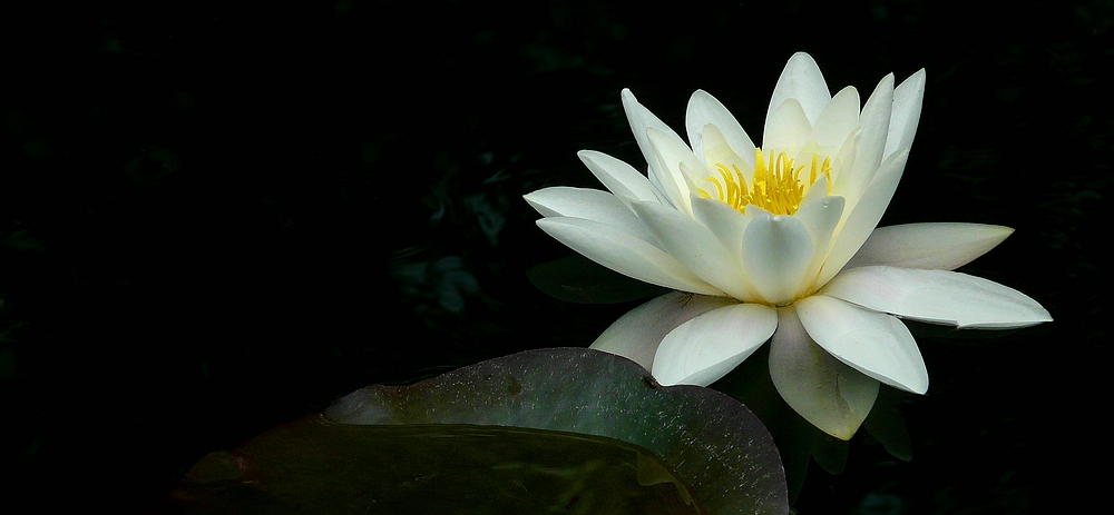 White Water Lily