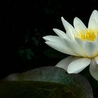 White Water Lily