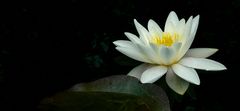 White Water Lily