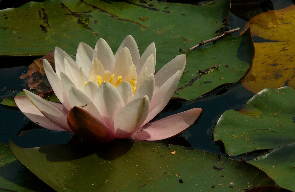 White Water Lily