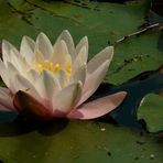 White Water Lily