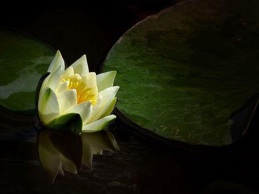 ... white water lily usually at five o'clock closes its flowers