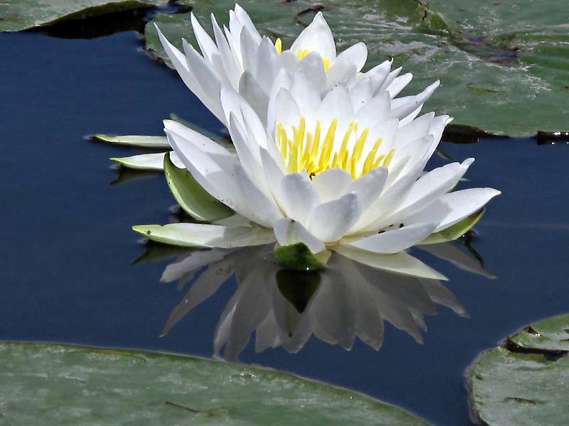 White Waterlilies