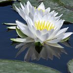 White Waterlilies