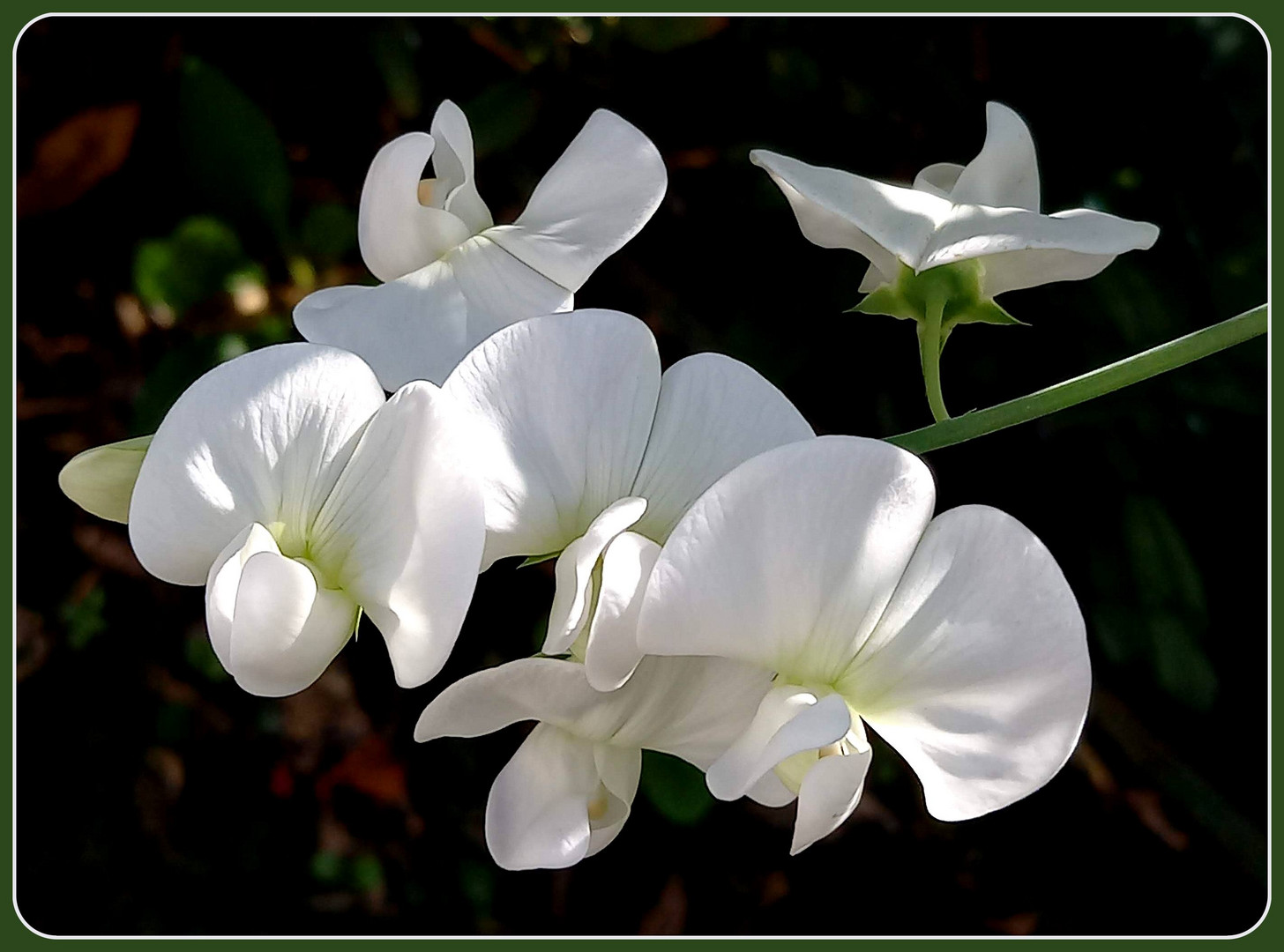 White Wednesday