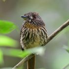 White-whiskered Puffbird