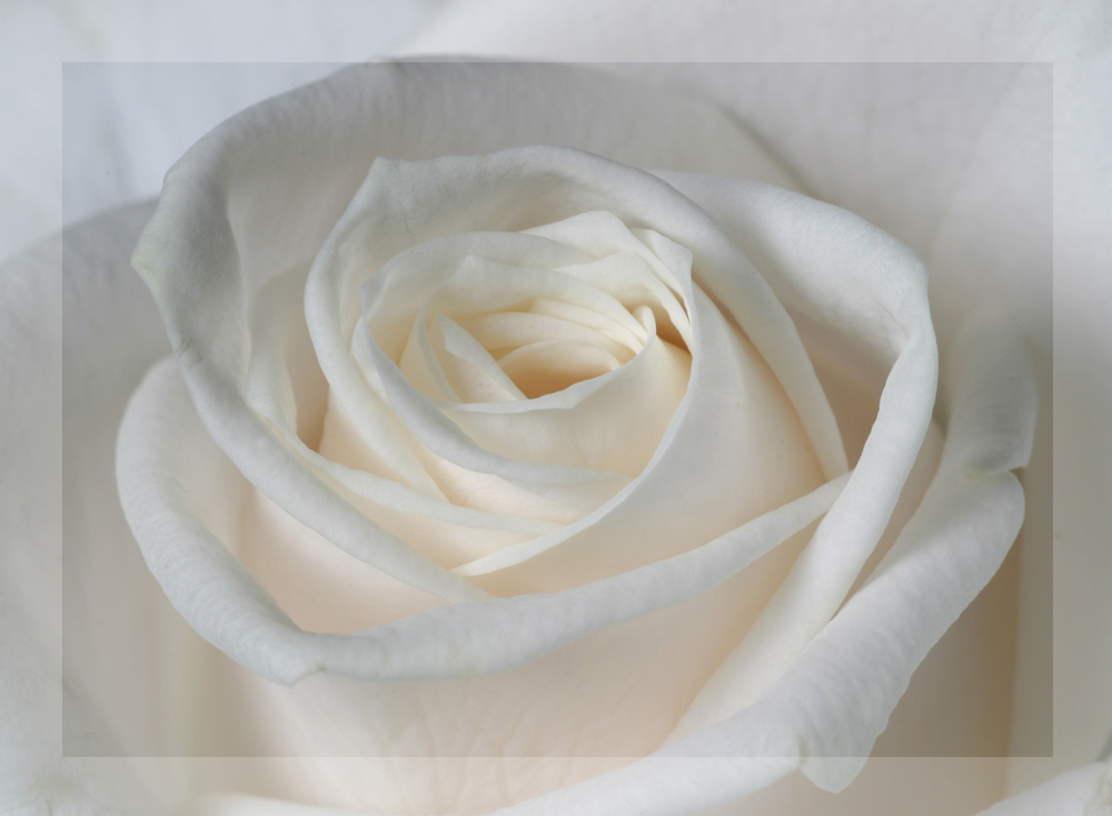 white white rose....