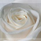 white white rose....